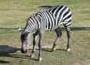 動物図鑑・グラントシマウマの写真 25